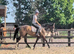 Super Kind 4yo 16hh TB gelding