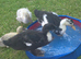 Runner ducks