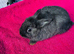Netherland dwarf
