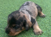 Beautiful miniature Schnoxie