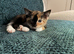 Kittens for sale