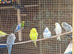 young budgies for sale