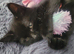 Last one beautiful little boy kitten are looking for a new home