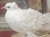 White frill back pigeons for sale