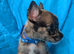 Belgian shepherd mix