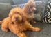 Absolutely stunning red cavapoos