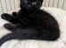 Kitten for rehoming £50