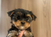 Pedigree KC registered Yorkshire terrier puppies