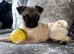 Pug 8months old. Girl
