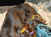 Stunning litter miniature dachshunds