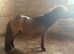 Registered miniature Buckskin Yearling Gelding