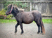 Lovely pure Falabella filly
