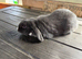 Mini lop/french lop