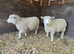 Ryeland x Romney Ewe Lambs x 5