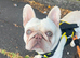 Boris french bulldog