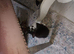 Kitten's for sale