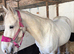 6y old Grey Cob Mare