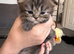Doll face Persian kittens