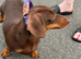 Chocolate and tan female