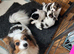 Kc reg papillon puppys.READY NOW!!!!