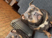 Pocket bully pups for sale