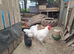 Jersey Giant breeding trio ..................white