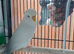 Young albino budgie