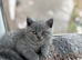 8 British Short Hair Kittens Available grey / blue