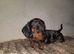 Mini Dachshund Puppy