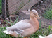 Apricot Call Drake
