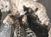 Beautiful bengal kittens