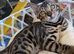 Male Bengal kitten TICA registered charcoal silver