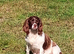 Springer Spaniel Pup
