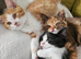 Beautiful Home-Raised BSH & Selkirk Rex Kittens
