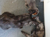 !!!still available!!! Beautiful smoke torti maincoon