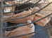 Collard dove for sale