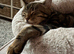 8 Month Tabby/Bengal cross