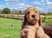 COCKER  SPANIEL PUPPIES    [KC REG]