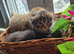 Scottish fold mix kittens