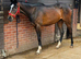 Very pretty 3yr filly