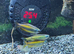 Blue eye congo tetra