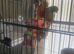 Pair pine apple conurs Semi tame