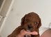 ️Deep Red Toy Poodle