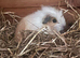 1 cute boy available now