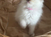 Beautiful rare chocolate Mitted girl available