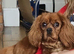 Health tested f1 cavapoo puppies