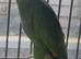 Stunning young Amazon parrot