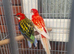Beautiful breeding pair of rosella