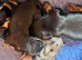 Miniature longhaired Dachshund puppies