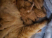 Beautiful kittens